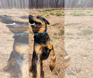 Rottweiler-Unknown Mix Dogs for adoption in Houston, TX, USA