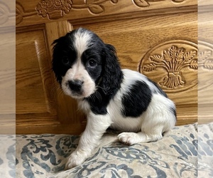 English Springer Spaniel Puppy for sale in SIOUX FALLS, SD, USA