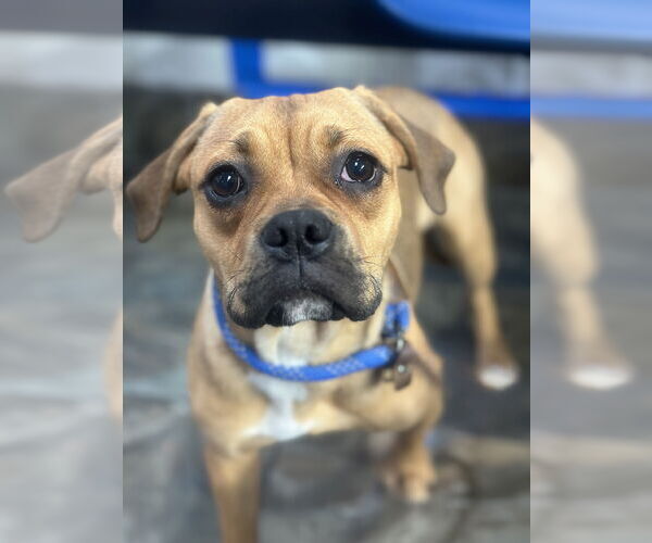 Medium Photo #2 Beagle-Unknown Mix Puppy For Sale in Newport Beach, CA, USA