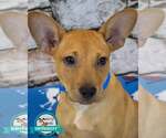 Small Jack Russell Terrier Mix