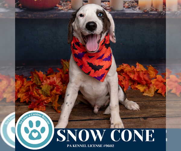 Medium Photo #4 Beagle-Catahoula Leopard Dog Mix Puppy For Sale in Kimberton, PA, USA