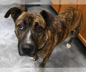 Mutt Dogs for adoption in Thief River Falls, MN, USA