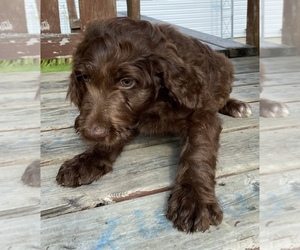 Labradoodle Puppy for sale in MEXICO, MO, USA