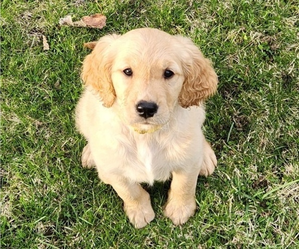 Medium Photo #2 Golden Retriever Puppy For Sale in THOMASTON, ME, USA