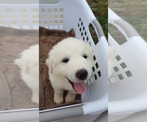 Great Pyrenees Puppy for Sale in GREENEVILLE, Tennessee USA