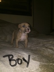 American Bully Puppy for sale in DAVENPORT, FL, USA