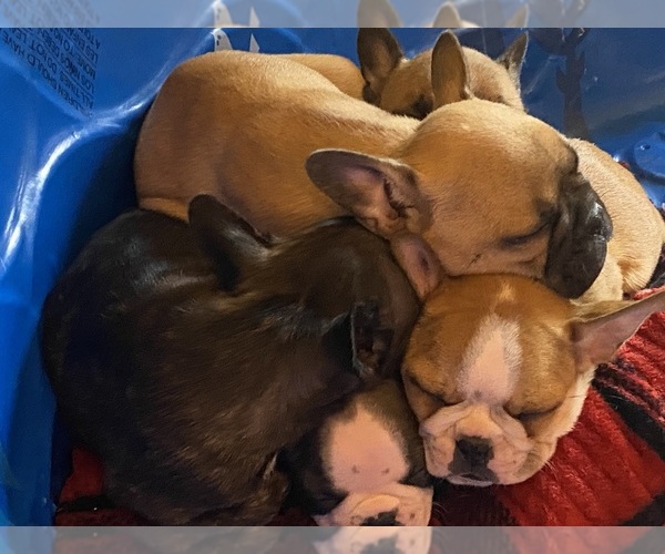 Medium Photo #5 Faux Frenchbo Bulldog Puppy For Sale in LEBANON, MO, USA