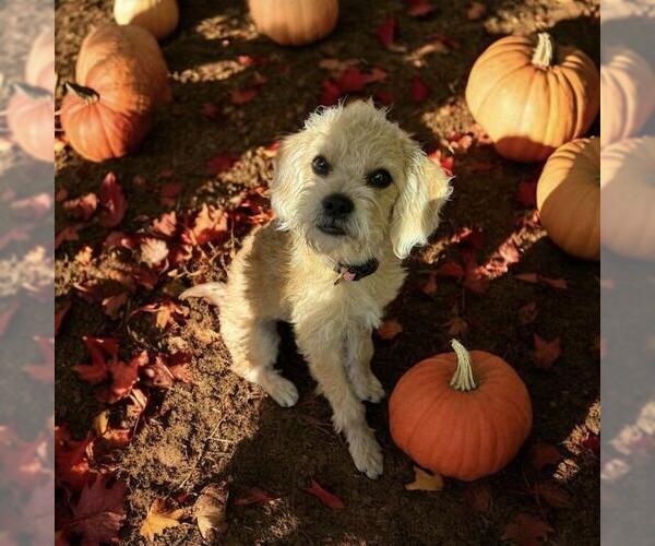 Medium Photo #1 Maltipoo Puppy For Sale in San Diego, CA, USA