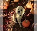 Small Maltipoo