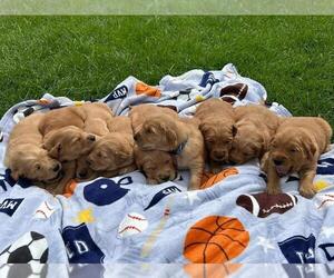 Golden Retriever Puppy for sale in LIME SPRINGS, IA, USA