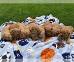 Image preview for Ad Listing. Nickname: Litter of 9