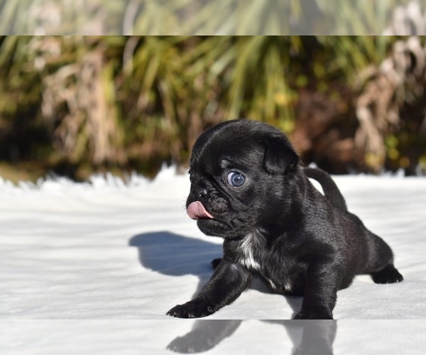 Medium Photo #7 Pug Puppy For Sale in PALM COAST, FL, USA