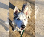 Small #2 Siberian Husky