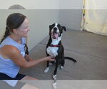 Small #1 Border Collie Mix