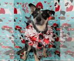 Small #5 Mutt