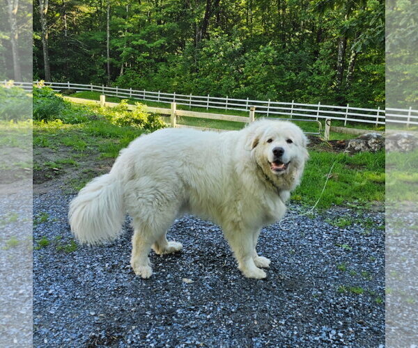 Medium Photo #1 Great Pyrenees Puppy For Sale in Croydon, NH, USA