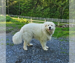 Great Pyrenees Dogs for adoption in Croydon, NH, USA