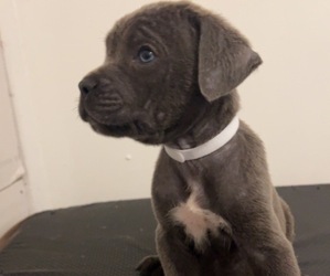 Cane Corso Puppy for sale in JOLIET, IL, USA