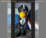 Small #1 American Pit Bull Terrier