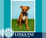 Small #7 Boxer Mix