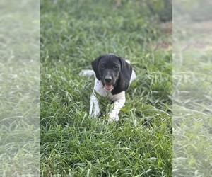 German Shorthaired Pointer Puppy for sale in SUNBURY, OH, USA