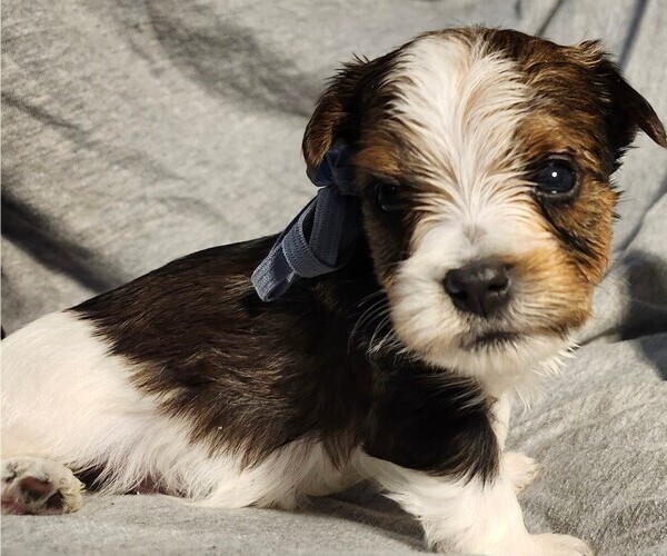 Medium Photo #1 Yorkshire Terrier Puppy For Sale in WEST BRANCH, MI, USA