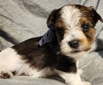 Small Photo #1 Yorkshire Terrier Puppy For Sale in WEST BRANCH, MI, USA