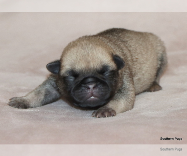 Medium Photo #8 Pug Puppy For Sale in WINNSBORO, TX, USA