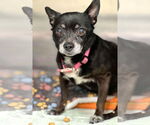 Small #7 Chihuahua