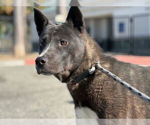 Akita-Unknown Mix Dogs for adoption in Rancho Cucamonga, CA, USA