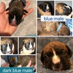 Small Photo #1 Boxer Puppy For Sale in FREDERICKSBURG, VA, USA