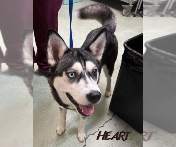 Medium Photo #6 Siberian Husky Puppy For Sale in Severn, MD, USA