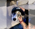 Small #1 Miniature Australian Shepherd