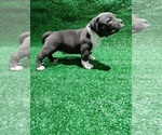 Small American Bully