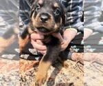 Puppy Light Blue Rottweiler