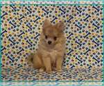 Small #1 Pomeranian