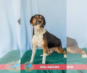 Beagle-Unknown Mix Dogs for adoption in Mobile, AL, USA