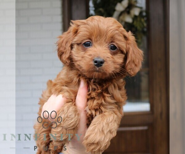 Medium Photo #2 Cavapoo (Miniature) Puppy For Sale in NARVON, PA, USA
