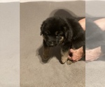 Small Photo #4 German Shepherd Dog Puppy For Sale in JOLIET, IL, USA