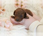 Image preview for Ad Listing. Nickname: Litter of 4