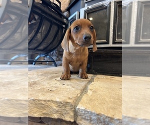 Dachshund Puppy for sale in LITTLEROCK, CA, USA