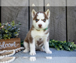Puppy Nala Siberian Husky