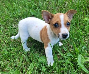 Jack Russell Terrier Puppy for sale in NOVI, MI, USA