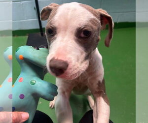 Mutt Dogs for adoption in Rustburg, VA, USA