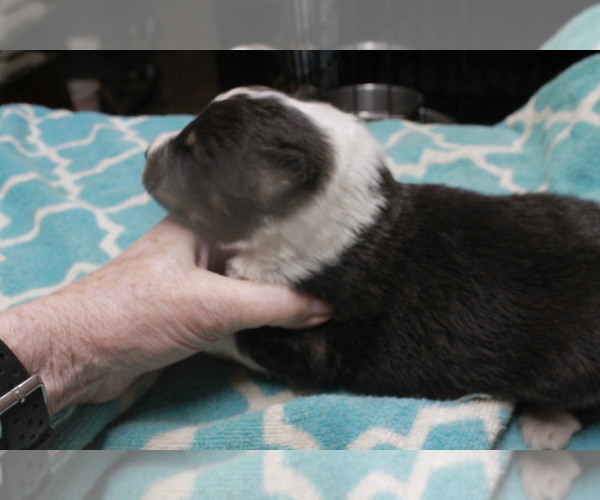 Medium Photo #2 Shetland Sheepdog Puppy For Sale in BAINBRIDGE, NY, USA