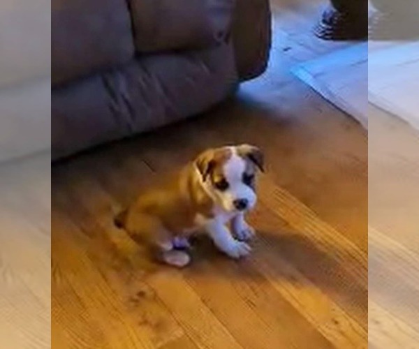 Medium Photo #3 Mutt Puppy For Sale in Poplar Bluff, MO, USA