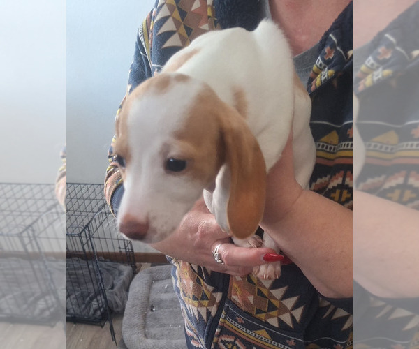 Medium Photo #1 Dachshund Puppy For Sale in DALTON, MN, USA