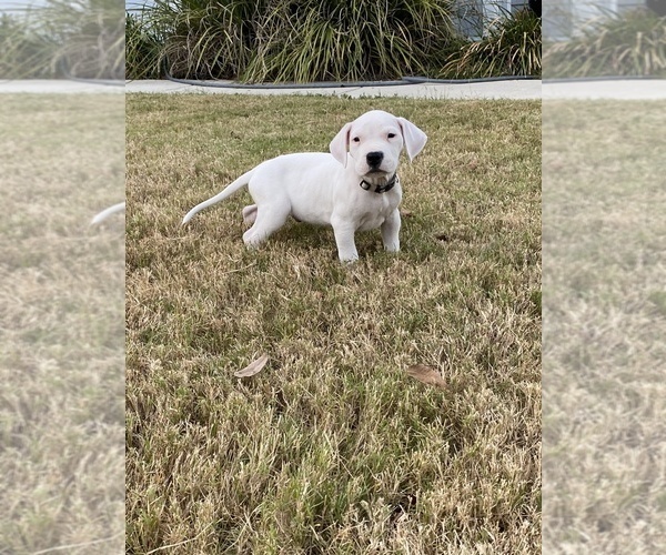 Medium Photo #13 Dogo Argentino Puppy For Sale in SAN ANTONIO, TX, USA