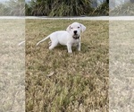 Small Photo #13 Dogo Argentino Puppy For Sale in SAN ANTONIO, TX, USA