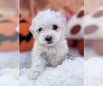 Puppy Cotton Coton de Tulear